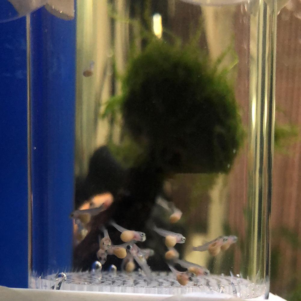40mm Incubator Fish Hatchery E - Aquarium Fish Eggs recension och pris