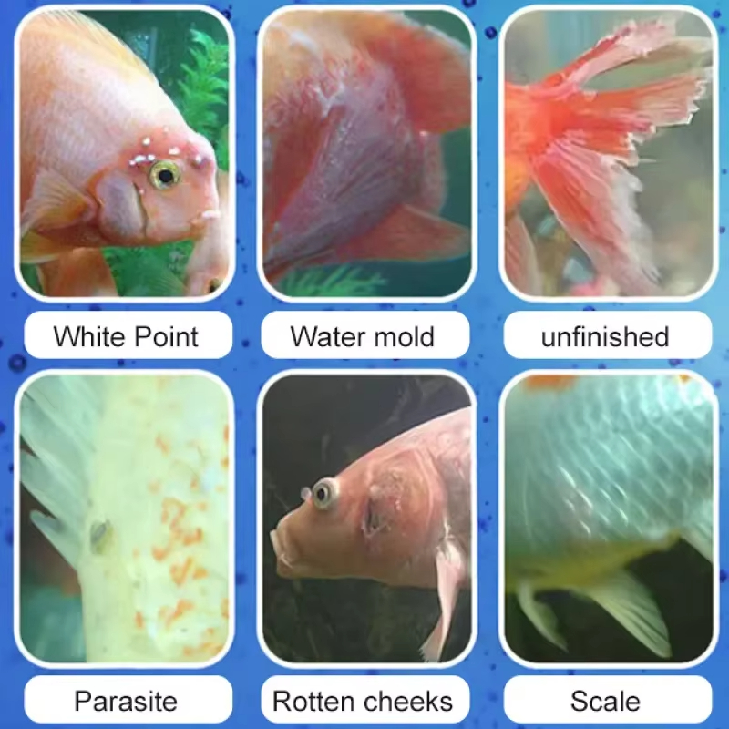 SIKEZHAN Fish Disease Treatmen - Aquarium Fish Diseases recension och pris