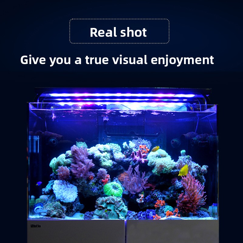2026 Hot Selling Wholesale Pri - Aquarium Fish And Price recension och pris